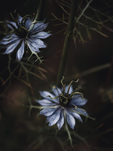 Tatjana Prawitz - Bilder-Shop & Fine Art Photography