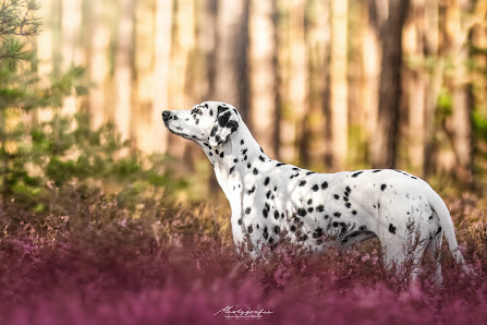 Mistygrafie - Kristyna Medkova Fotografie