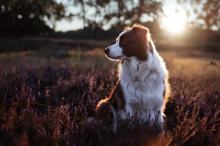 Andrea Hannig Fotografie
