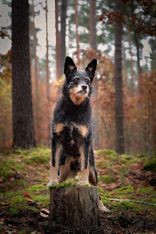 Hundefotografie Patrick Lemmer