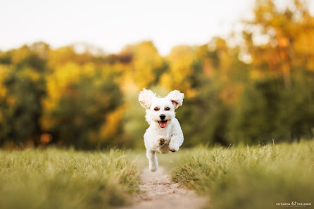 Katharina Thielmann - Hundefotografie