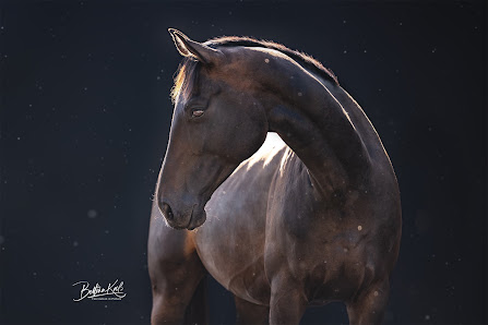 Fascination in Picture Bettina Kuß