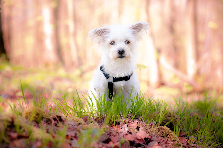 MG-Pictures