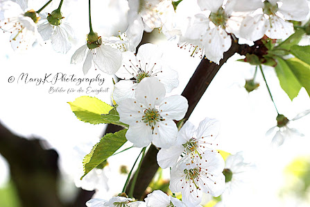 Mary.K.Photography