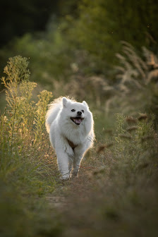 Tierfotografie Mühltal