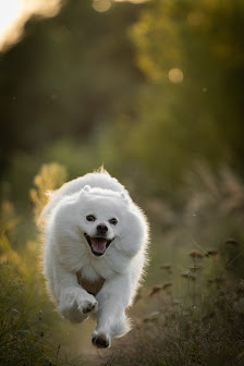 Tierfotografie Mühltal