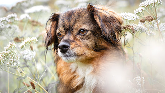 Joschi