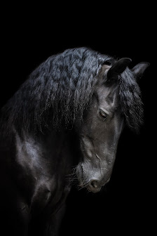 Küstenhusky Tierfotografie - Michelle Kaatz
