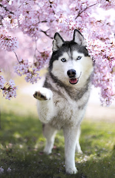Küstenhusky Tierfotografie - Michelle Kaatz