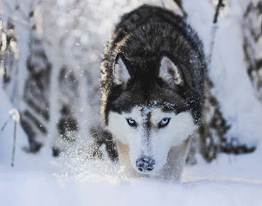 Küstenhusky Tierfotografie - Michelle Kaatz