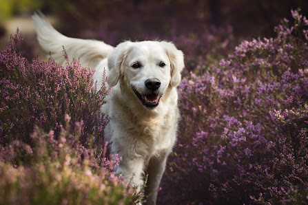 Fux und Fokus - Liebevolle Hundefotografie Wedemark