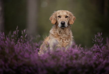 Sabine Kölling Photography