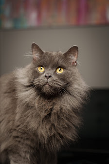 Tierfotografie Alex Krüger