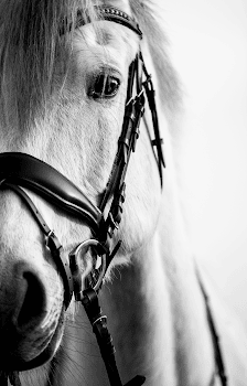 Rebecka Otten Fotografie