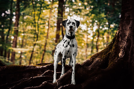 Hundefotografie Nicole Bethkenhagen