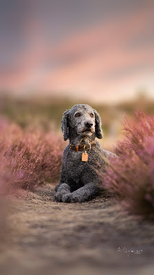 Marceli Cejner Fotografie