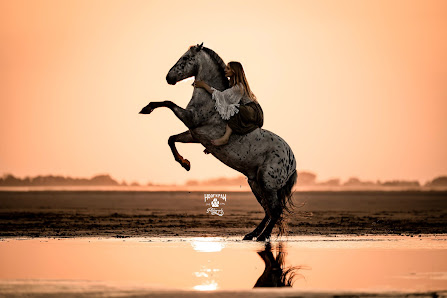 Hoof n paw photography by Sarah Suhren