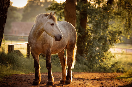 Hoof n paw photography by Sarah Suhren