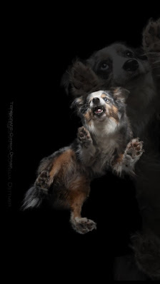 Tierfotografie Cornelia Dettmer