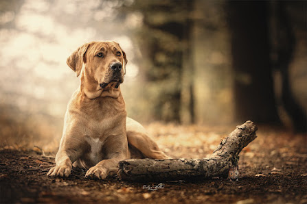 Evelyn Kobben FotoArt