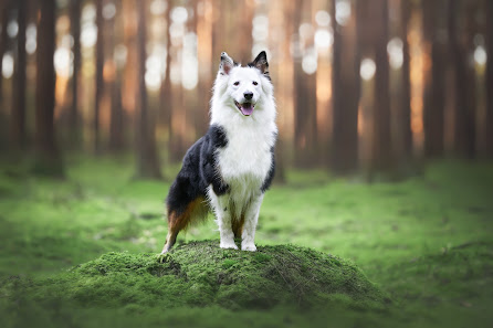 Tierfotograf Thore Scheu