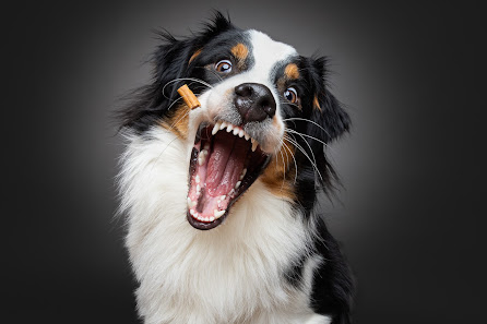 Tierfotograf Thore Scheu