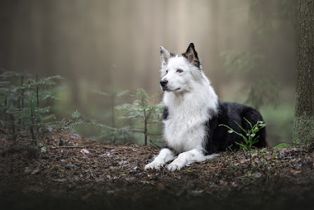 Tierfotograf Thore Scheu