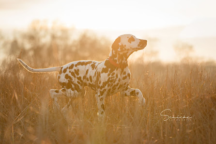 Schicke Fotografie