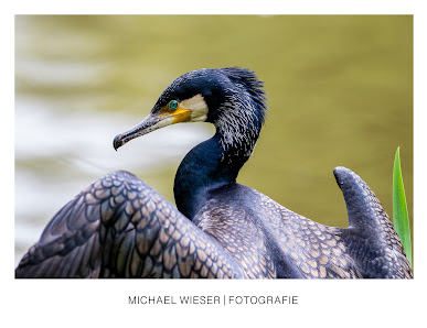 Michael Wieser Fotografie