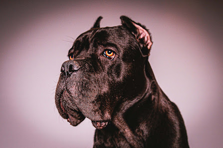 Frank Pieper "Dein Hundefotograf"