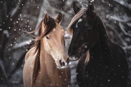 fell.o.fie I Fineart Tierfotografie by Mandy Jordan
