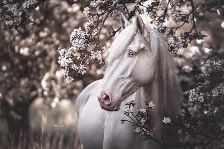 fell.o.fie I Fineart Tierfotografie by Mandy Jordan