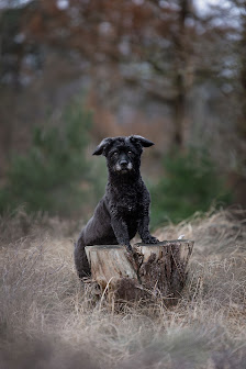Schnutenkunst Tierfotografie