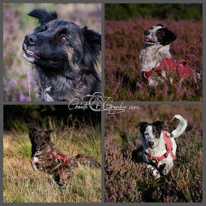 Chantigraphie Tierfotografie