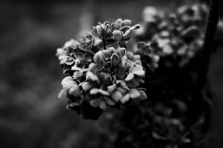 Sabine Sievers Photography