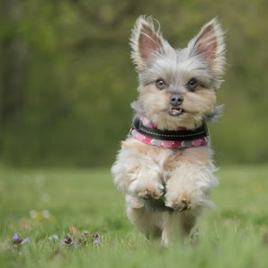 Utes Fotosynthese - Hundefotografie