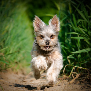 Utes Fotosynthese - Hundefotografie