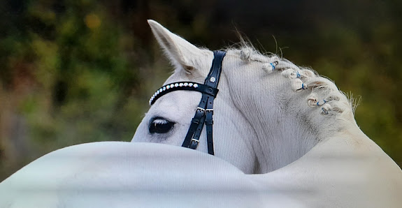 Tierfotografie/Fototeam Jandke