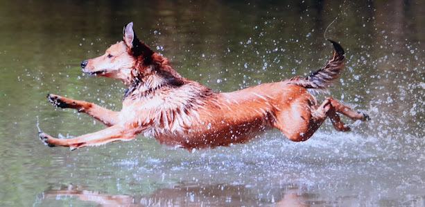 Tierfotografie/Fototeam Jandke