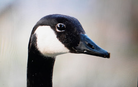 Tierfotografie/Fototeam Jandke