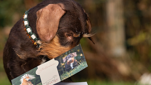 Hundefotografie & Pferdefotografie in NRW | Nadine Golomb