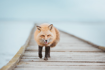 Nicola Behr Fotografie