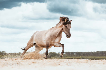 Nicola Behr Fotografie