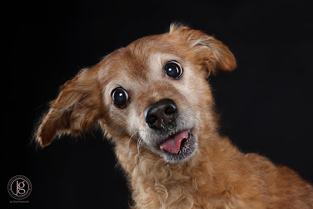 Jeanette Grottendiek Fotografie by Dog Paparazzi