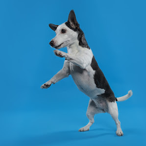 Jeanette Grottendiek Fotografie by Dog Paparazzi