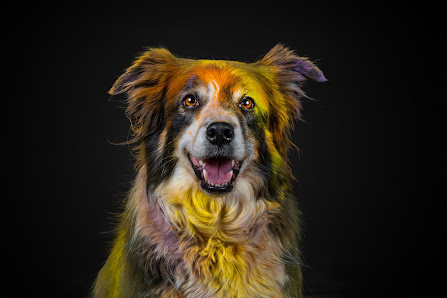 Pixelgraphy by Annie - Hundefotografie