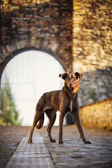 DeDoll-Fotografie Hunde-/Tierfotografie