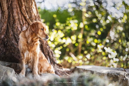 DeDoll-Fotografie Hunde-/Tierfotografie
