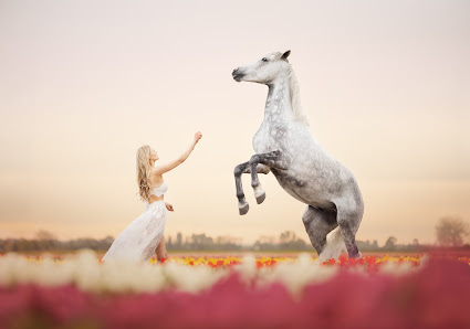 Madeleine Vierhaus Fotografie | Pferde- & Hundefotografie