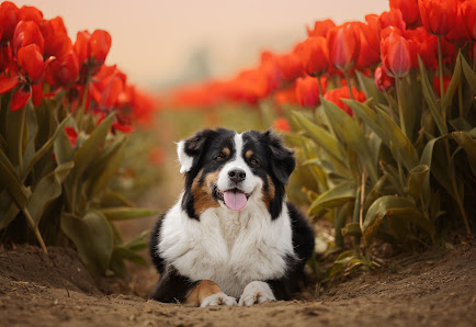 Madeleine Vierhaus Fotografie | Pferde- & Hundefotografie
